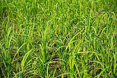 NHK游戏文化节目“游戏基因组”将参加TGS 采访《怪物猎人》制作人辻本良三